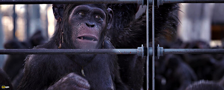 A still #79 from War for the Planet of the Apes (2017)