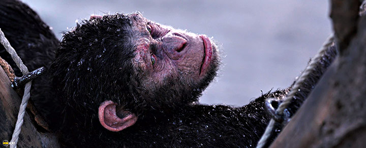 A still #80 from War for the Planet of the Apes (2017)