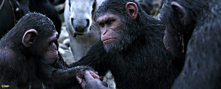 A still #49 from War for the Planet of the Apes (2017)