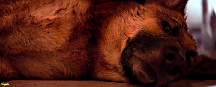 A still #56 from I Am Legend (2007)