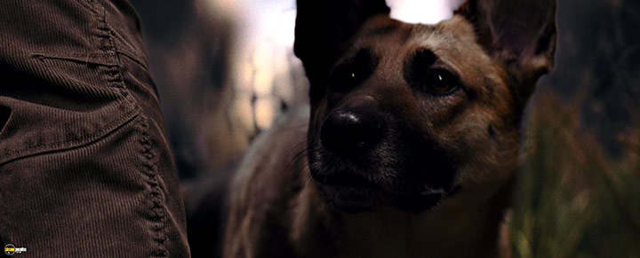 A still #52 from I Am Legend (2007)