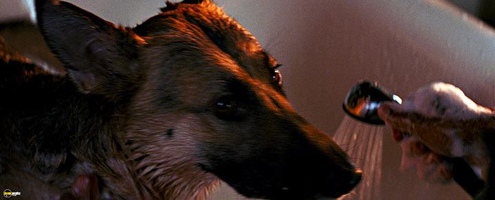 A still #37 from I Am Legend (2007)