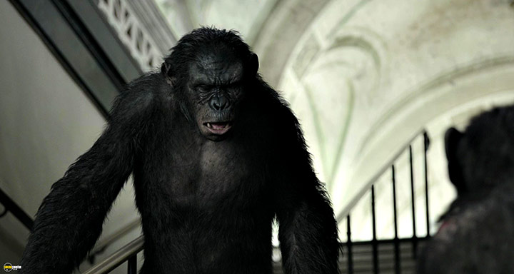 A still #62 from Dawn of the Planet of the Apes (2014)