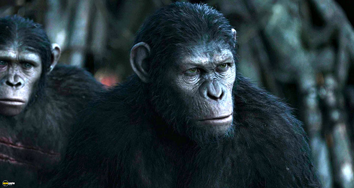 A still #40 from Dawn of the Planet of the Apes (2014)
