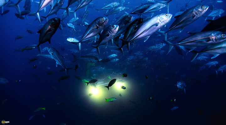 A still #45 from Blue Planet 2 (2017)