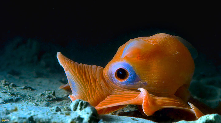 A still #49 from Blue Planet 2 (2017)