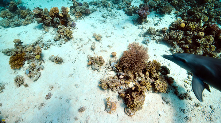 A still #9 from Blue Planet 2 (2017)
