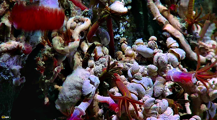 A still #15 from Blue Planet 2 (2017)