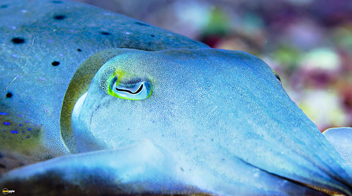 A still #4 from Blue Planet 2 (2017)