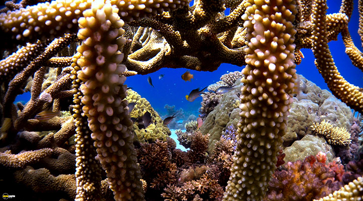 A still #10 from Blue Planet 2 (2017)