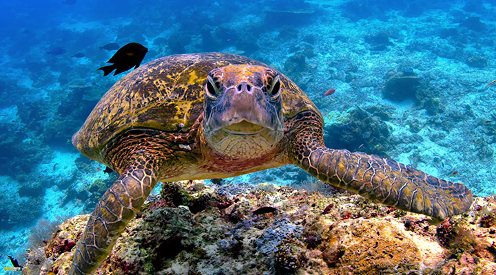 A still #1 from Blue Planet 2 (2017)