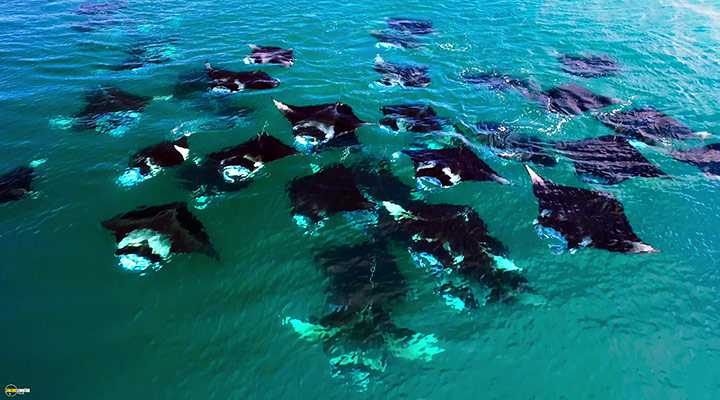 A still #28 from Blue Planet 2 (2017)