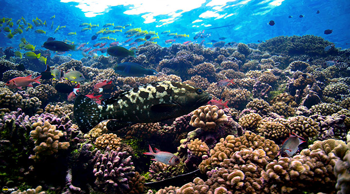 A still #11 from Blue Planet 2 (2017)