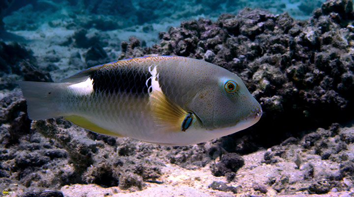 A still #31 from Blue Planet 2 (2017)
