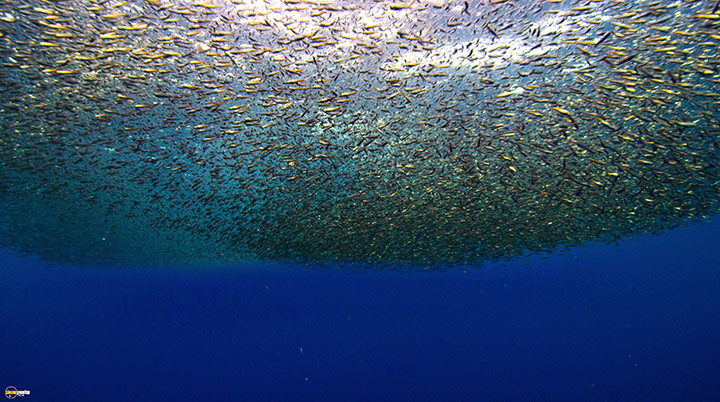 A still #19 from Blue Planet 2 (2017)