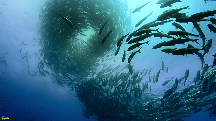 A still #30 from Blue Planet 2 (2017)