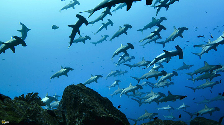 A still #37 from Blue Planet 2 (2017)