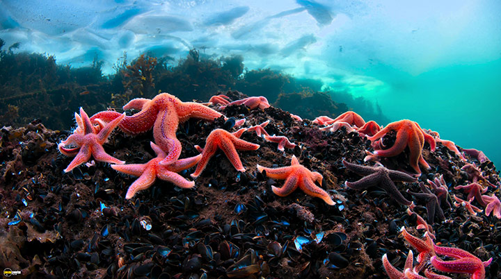 A still #18 from Blue Planet 2 (2017)
