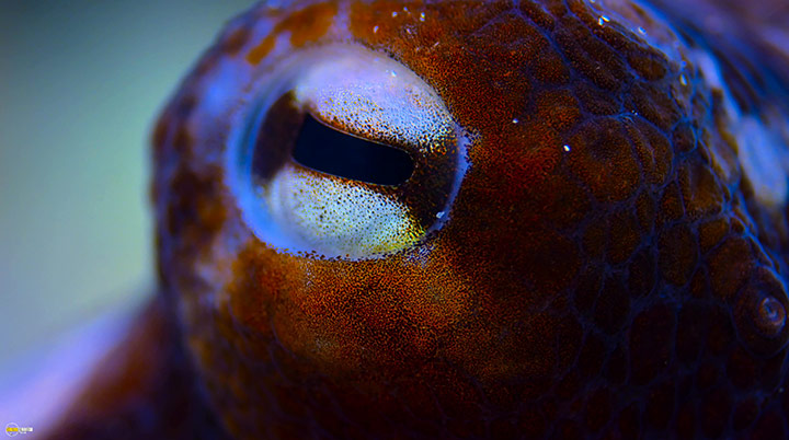 A still #5 from Blue Planet 2 (2017)