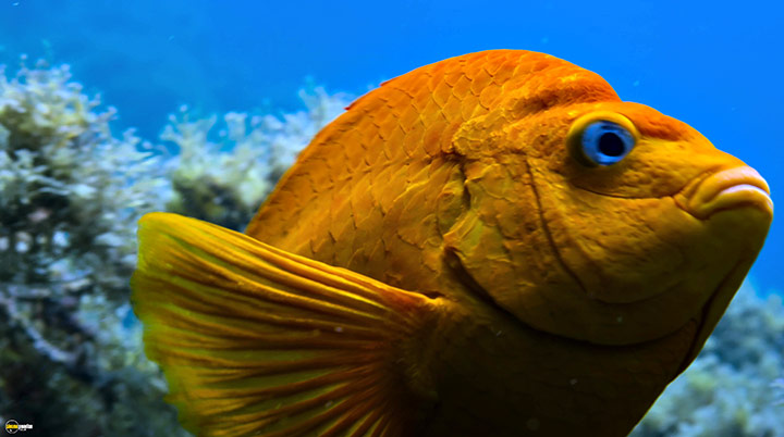 A still #43 from Blue Planet 2 (2017)