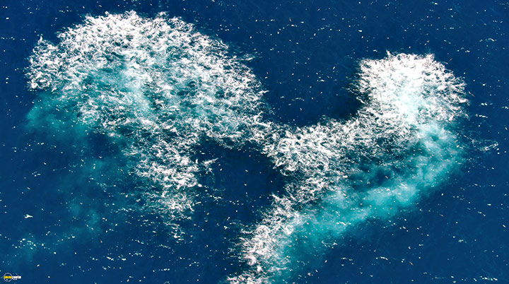 A still #16 from Blue Planet 2 (2017)