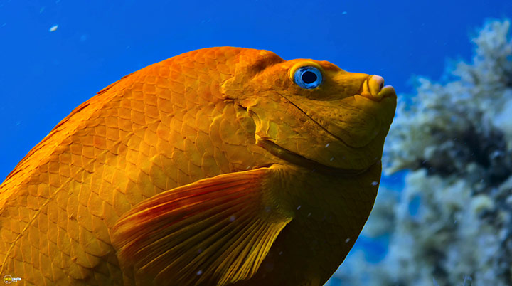 A still #44 from Blue Planet 2 (2017)