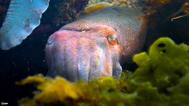 A still #32 from Blue Planet 2 (2017)