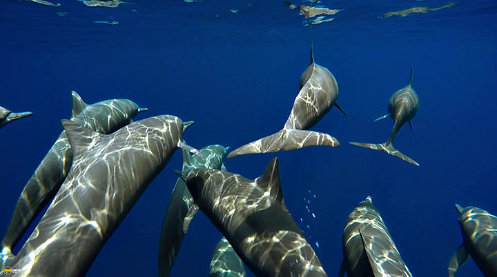 A still #39 from Blue Planet 2 (2017)