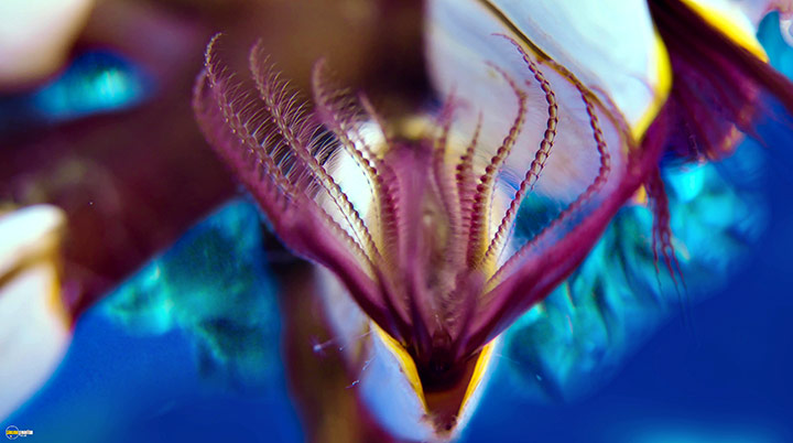 A still #40 from Blue Planet 2 (2017)