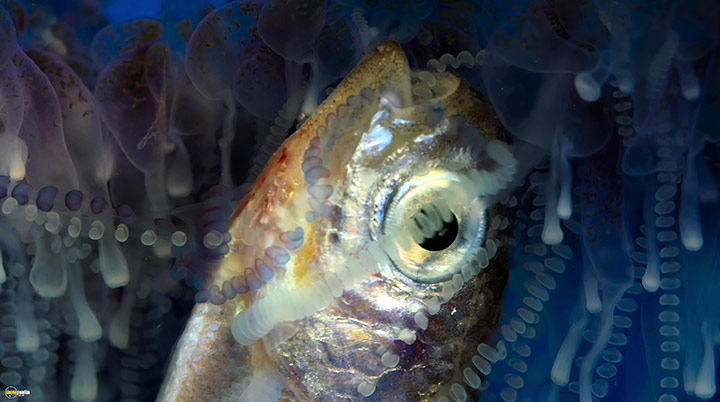 A still #38 from Blue Planet 2 (2017)