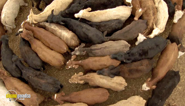 A still #45 from Temple Grandin (2010)