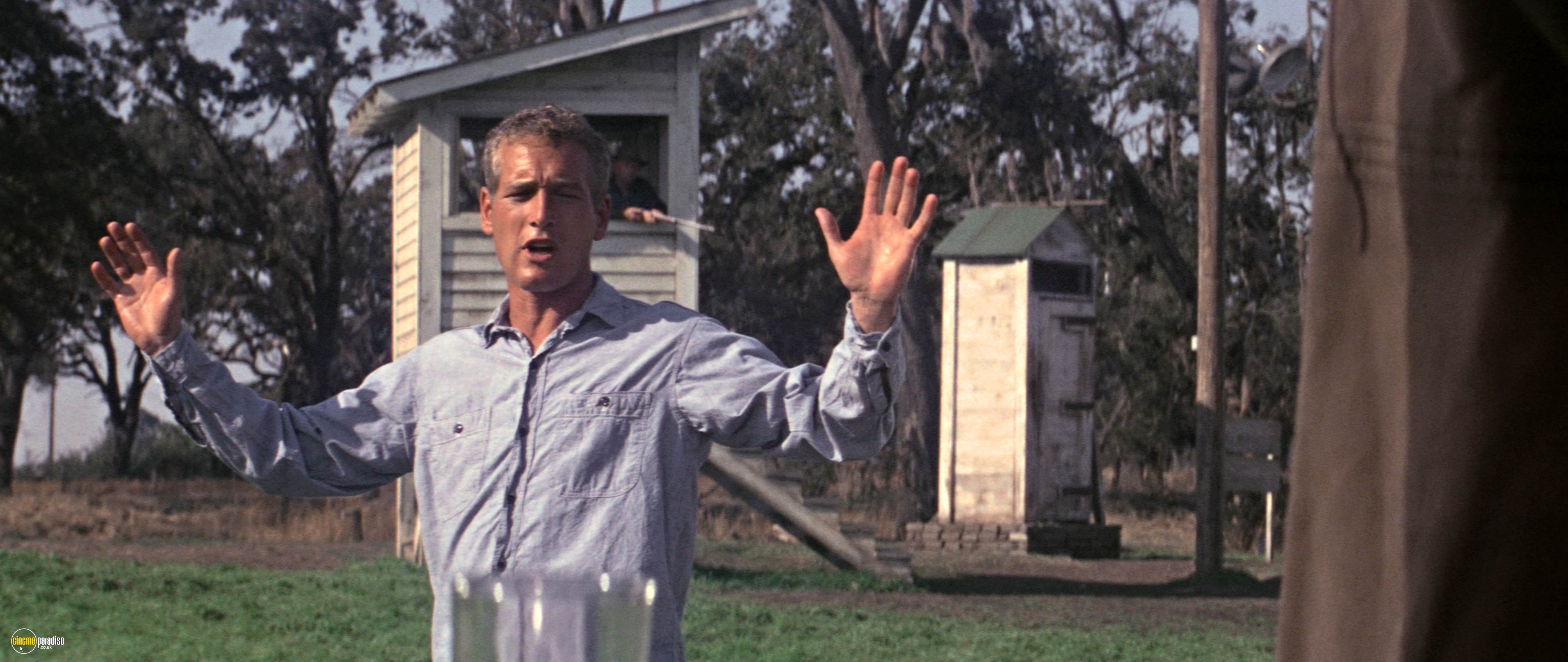 A still from Cool Hand Luke (1967) 