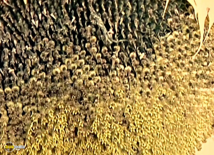 A still #2 from The Gleaners and I (2000)