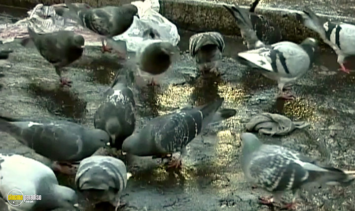 A still #20 from The Gleaners and I (2000)