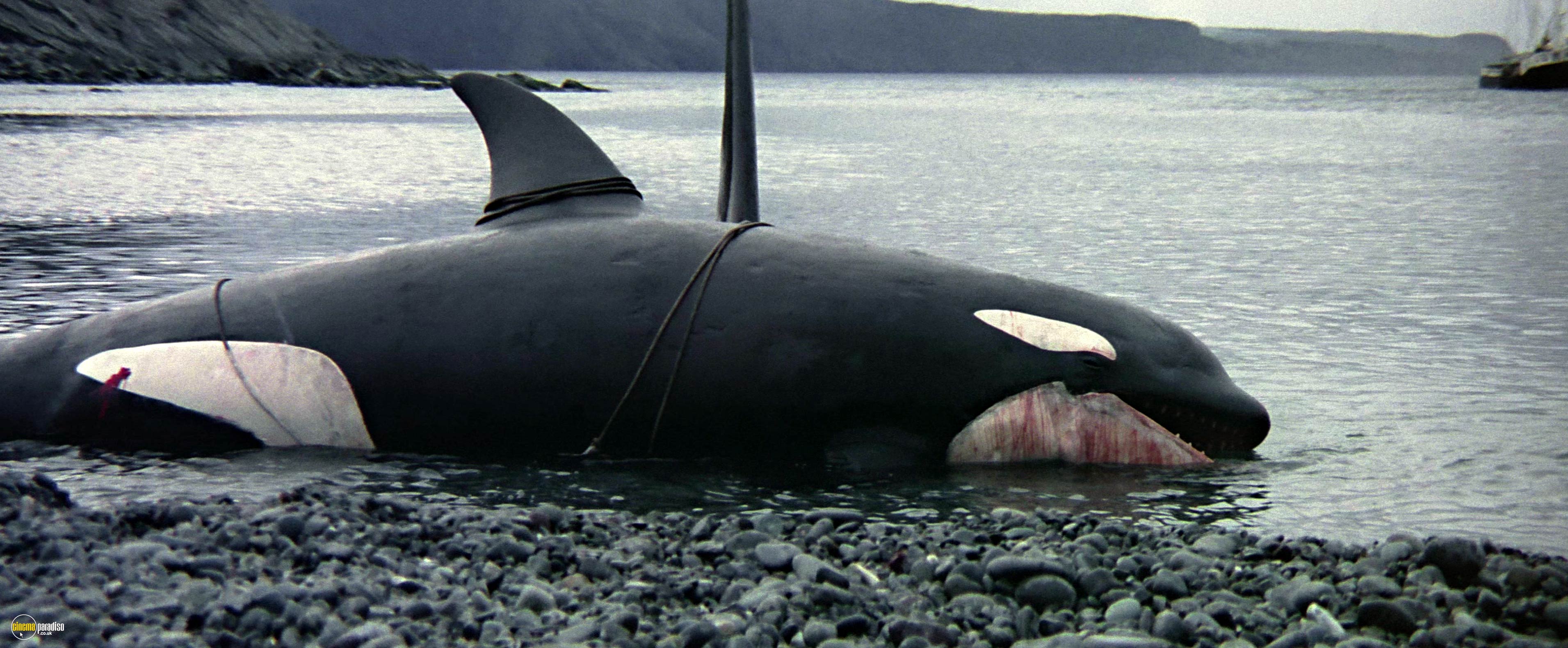 A still from Orca: The Killer Whale (1977) 