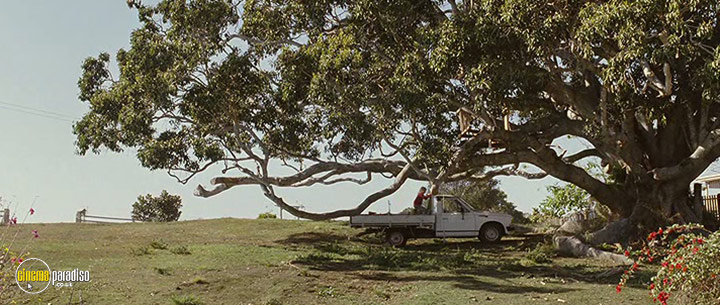 A still #2 from The Tree (2010)
