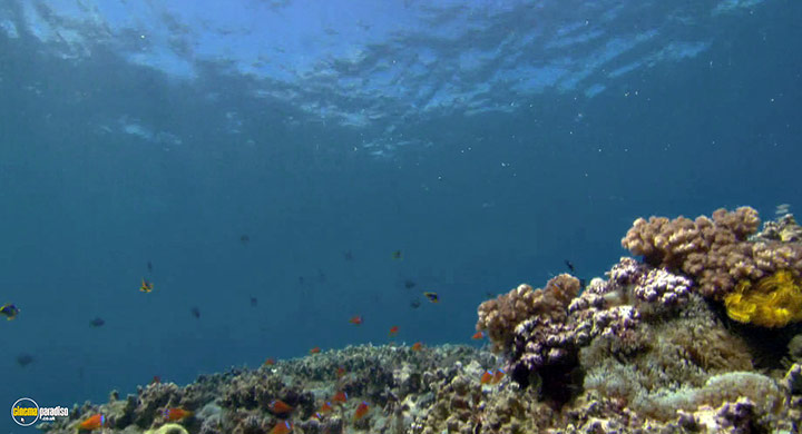 A still #2 from Visions of the Sea: Explorations (2007)