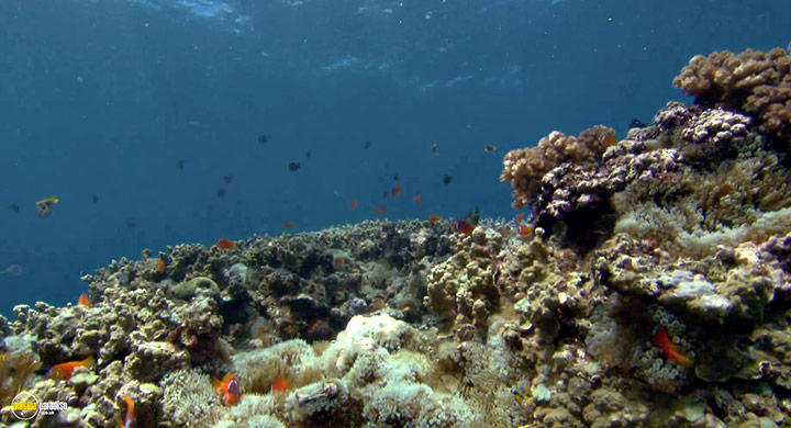 A still #3 from Visions of the Sea: Explorations (2007)