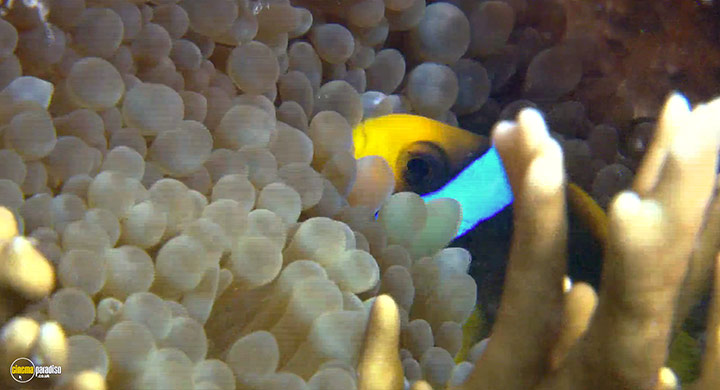 A still #4 from Visions of the Sea: Explorations (2007)