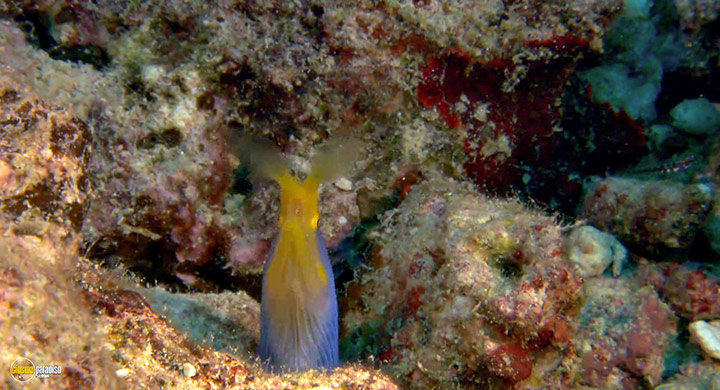 A still #5 from Visions of the Sea: Explorations (2007)
