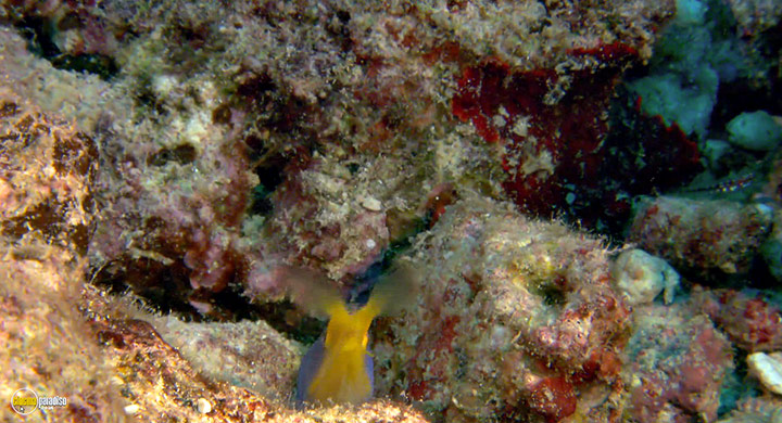 A still #10 from Visions of the Sea: Explorations (2007)