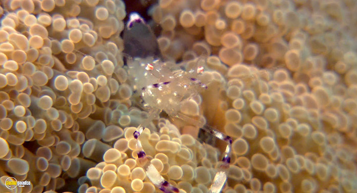 A still #6 from Visions of the Sea: Explorations (2007)