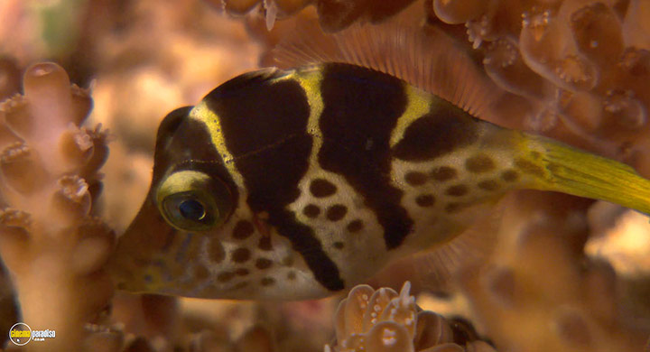 A still #7 from Visions of the Sea: Explorations (2007)