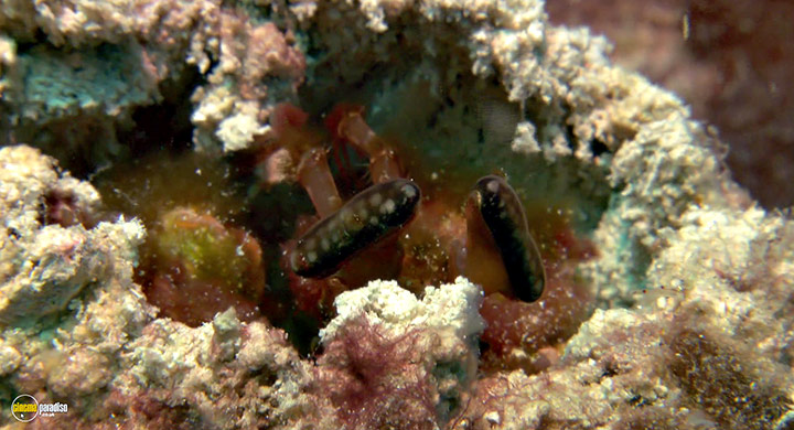 A still #8 from Visions of the Sea: Explorations (2007)