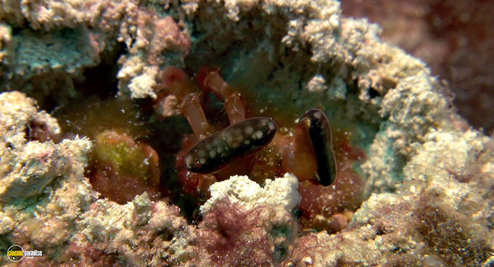 A still #9 from Visions of the Sea: Explorations (2007)
