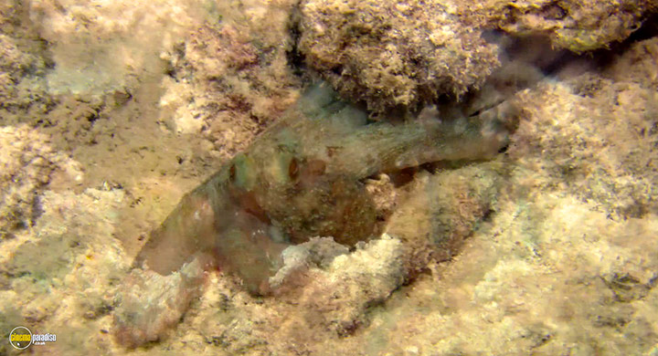 A still #13 from Visions of the Sea: Explorations (2007)