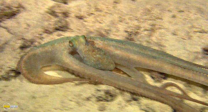 A still #17 from Visions of the Sea: Explorations (2007)