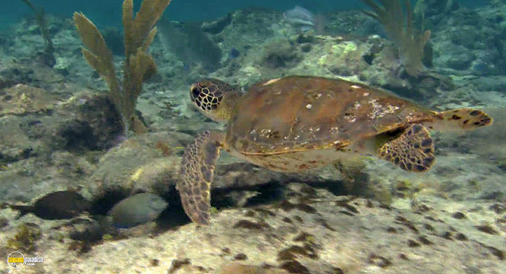 A still #16 from Visions of the Sea: Explorations (2007)