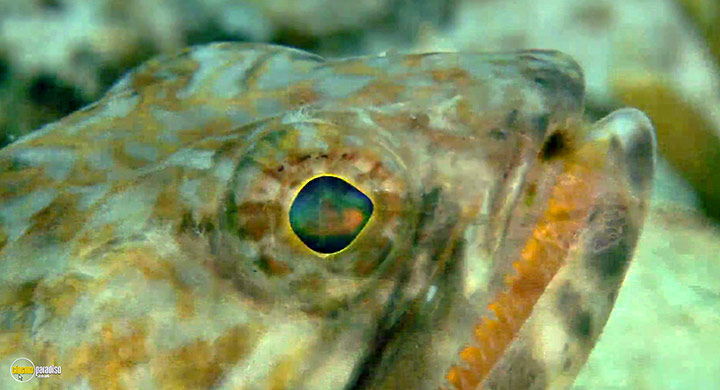 A still #18 from Visions of the Sea: Explorations (2007)