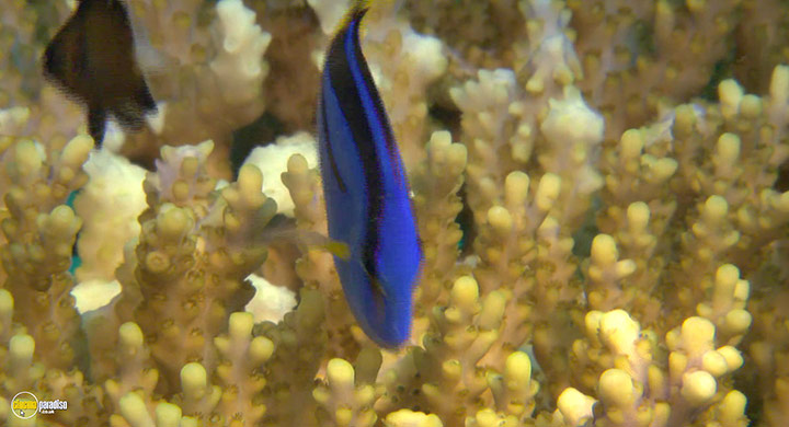 A still #19 from Visions of the Sea: Explorations (2007)